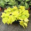 Philodendron scandens 'Lemon Lime' (Inplanted)