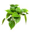 Philodendron scandens