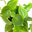Philodendron scandens