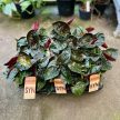 Syngonium erythrophyllum 'Red Arrow'