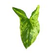 Syngonium podophyllum 'Mottled Mojito'