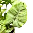 Syngonium podophyllum 'Milk Confetti'