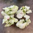 Syngonium podophyllum 'Milk Confetti'