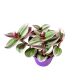 Tradescantia albiflora 'Nanouk' 