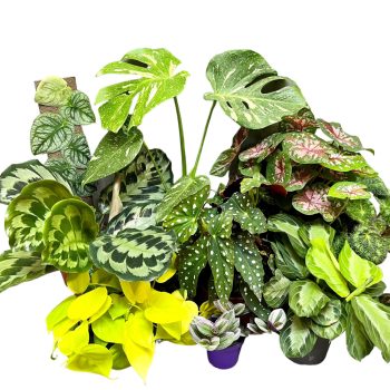 Levéldísznövények (Szobanövények)