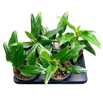 Termelői ajánlatok