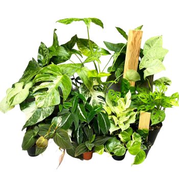 Inplanted növények