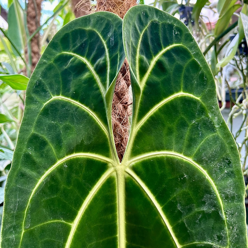 Anthurium warocqueanum