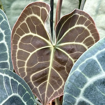 Anthurium clarinervium