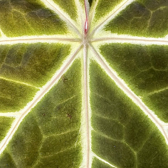 Anthurium crystallinum